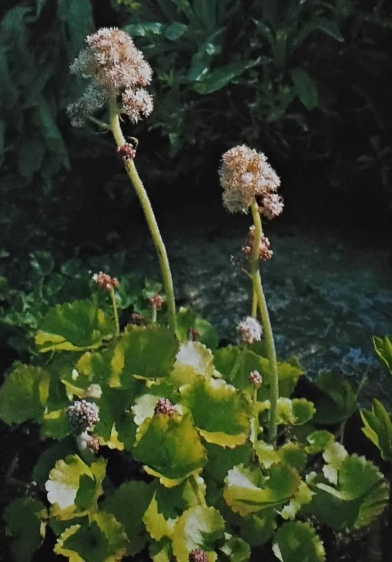 Micranthes manchuriensis — houseplant care guide