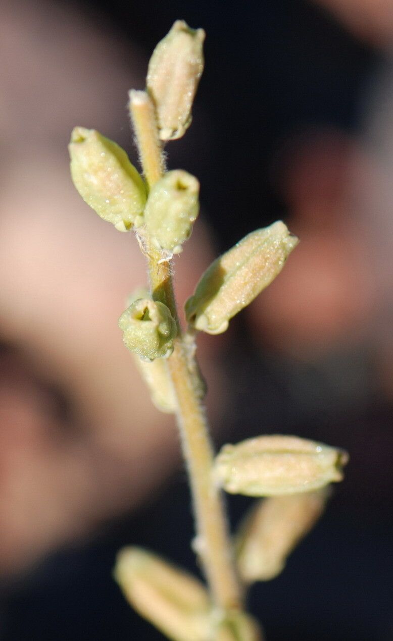 Reseda villosa fruit