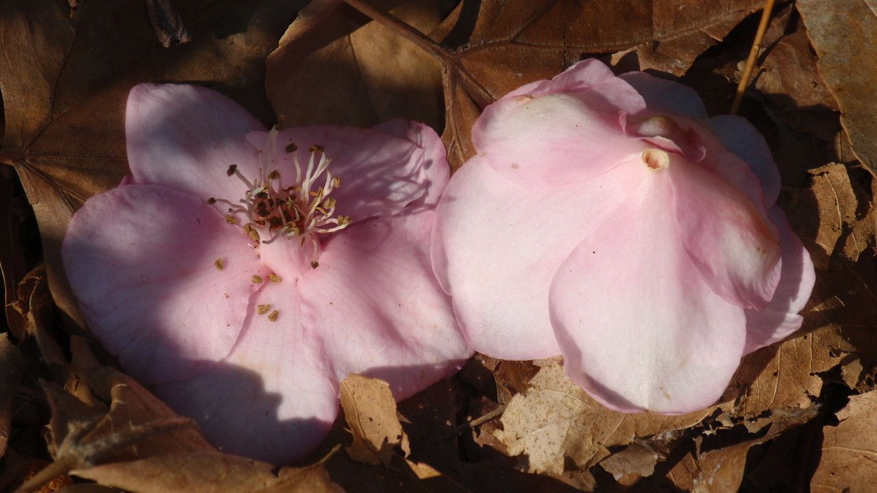 Camellia rosiflora flower