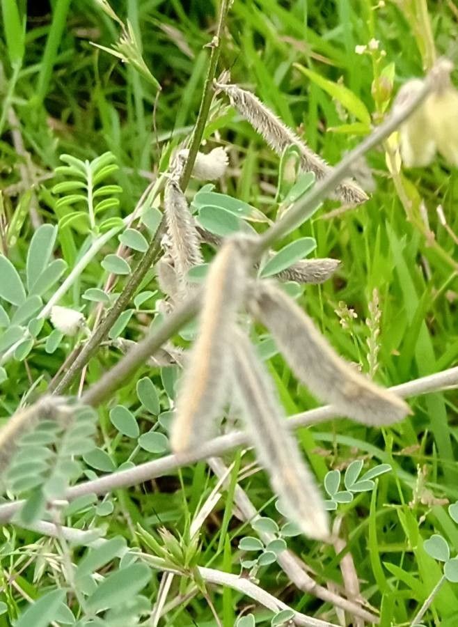 Tephrosia villosa fruit
