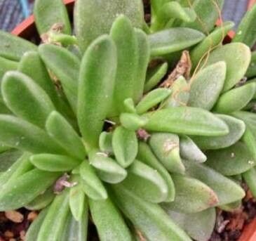 Adromischus phillipsiae leaf