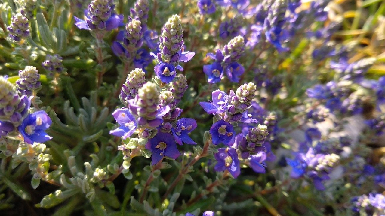 Veronica polifolia — houseplant care guide