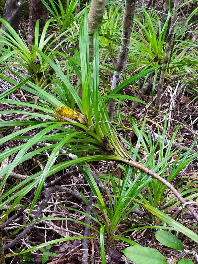 Freycinetia sulcata habit