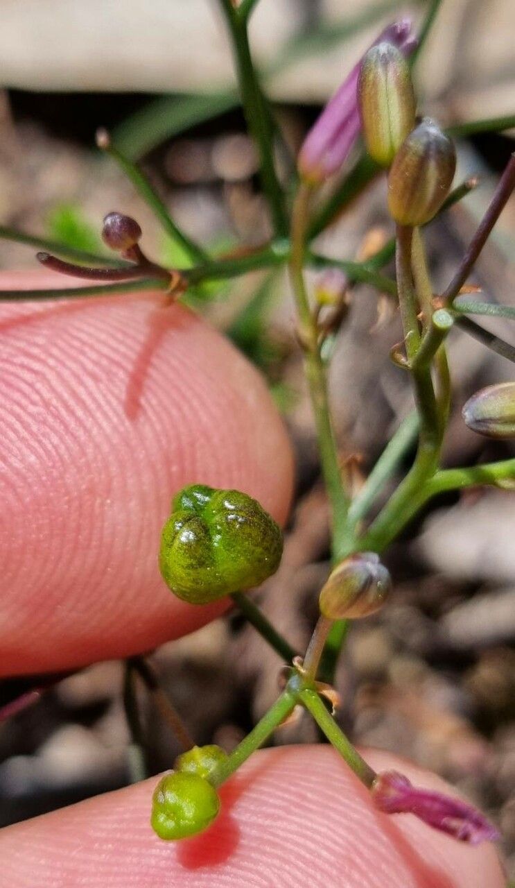 Simethis mattiazzii fruit