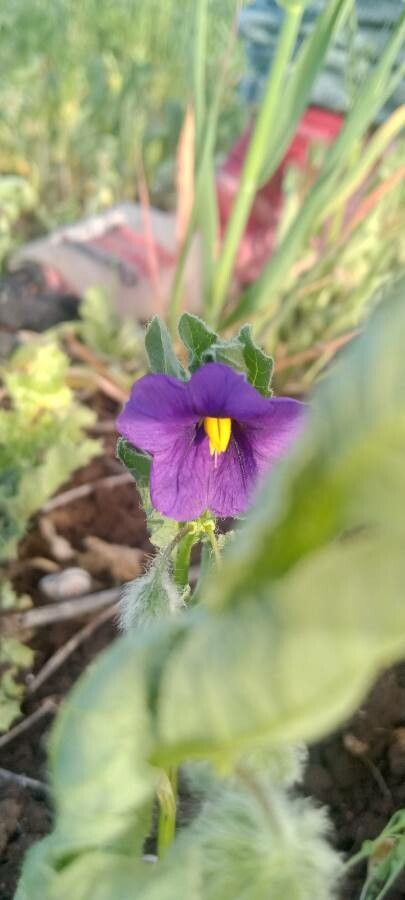 Solanum herculeum — houseplant care guide