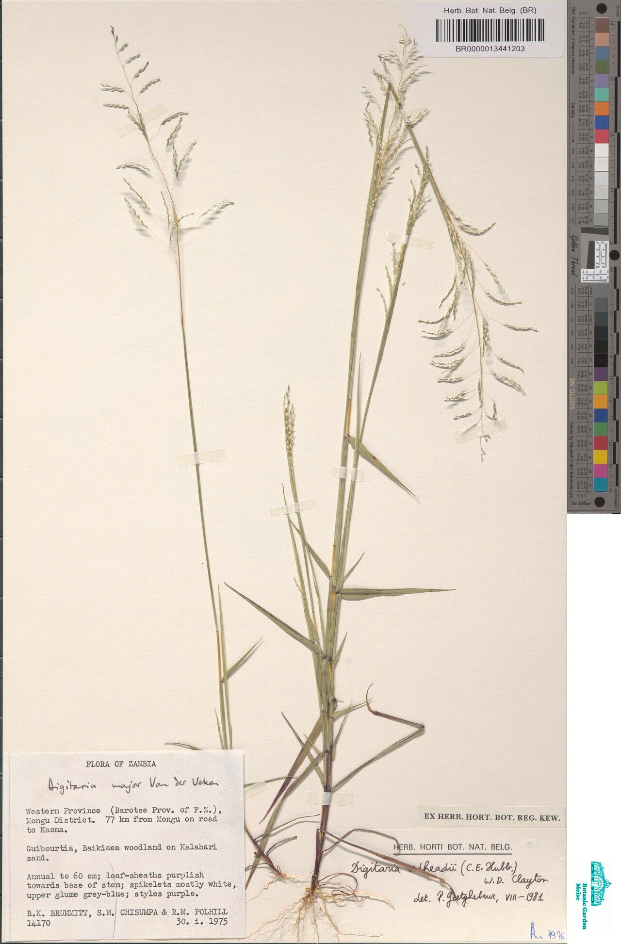 Digitaria redheadii — houseplant care guide