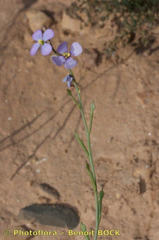 Erucaria erucarioides habit