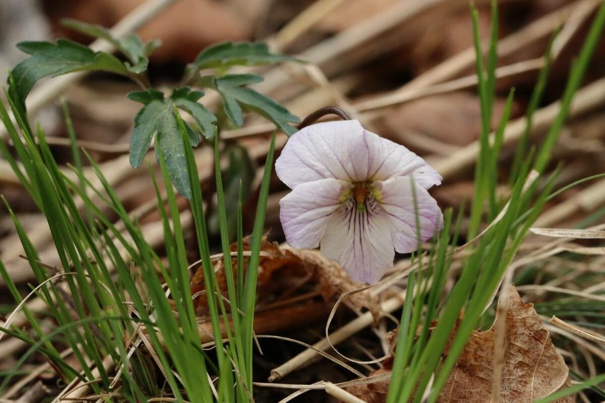 Viola eizanensis flower