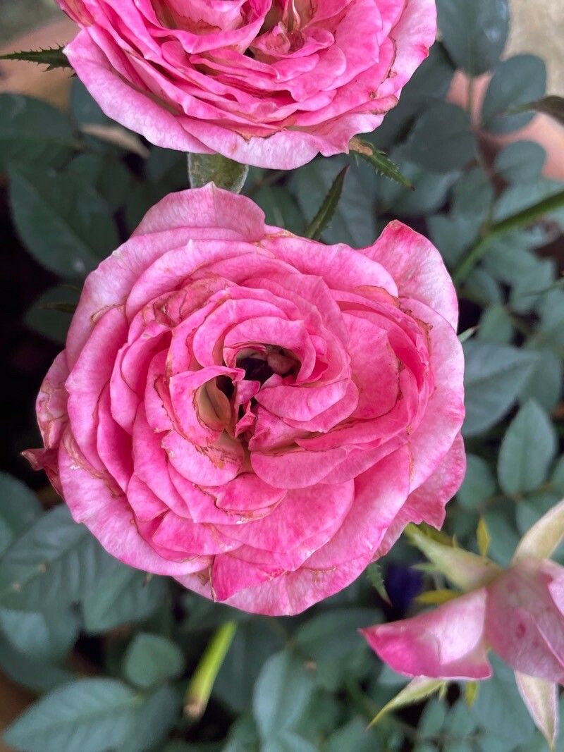 Rosa × polliniana flower