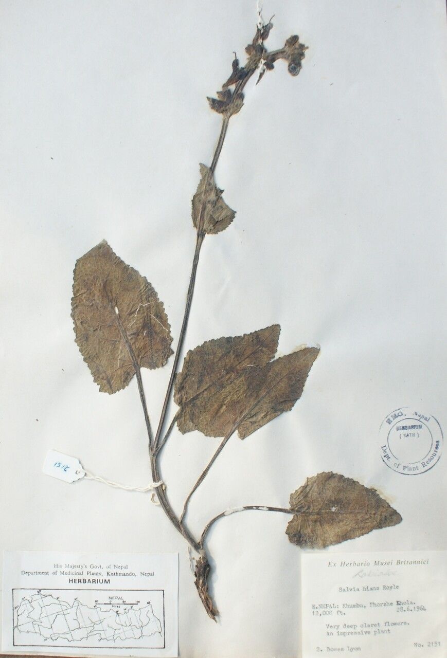 Salvia castanea other
