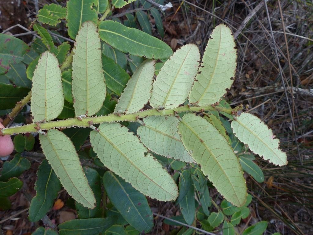 Phyllanthus pterocladus — houseplant care guide