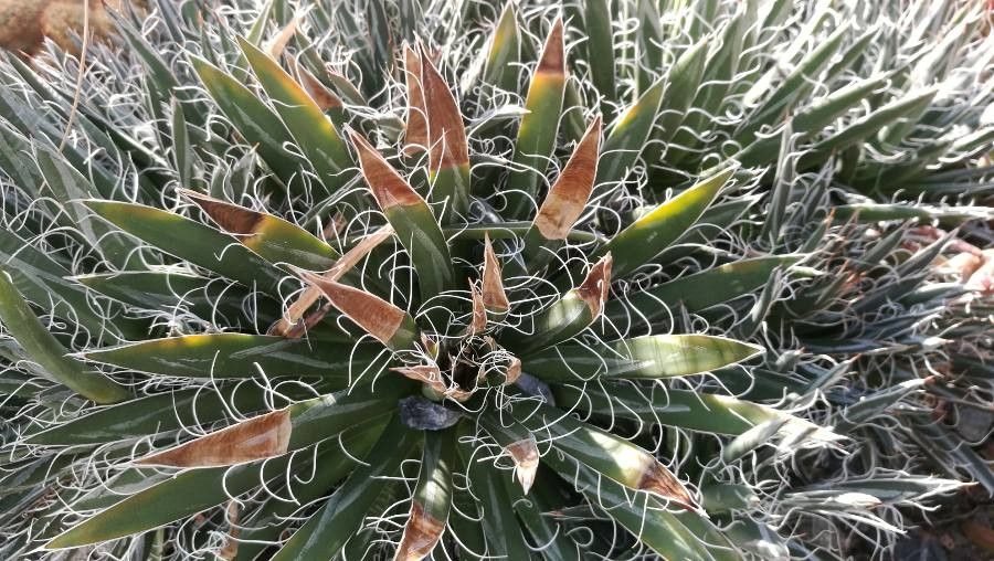 Agave polianthiflora — search result for 'Agave'