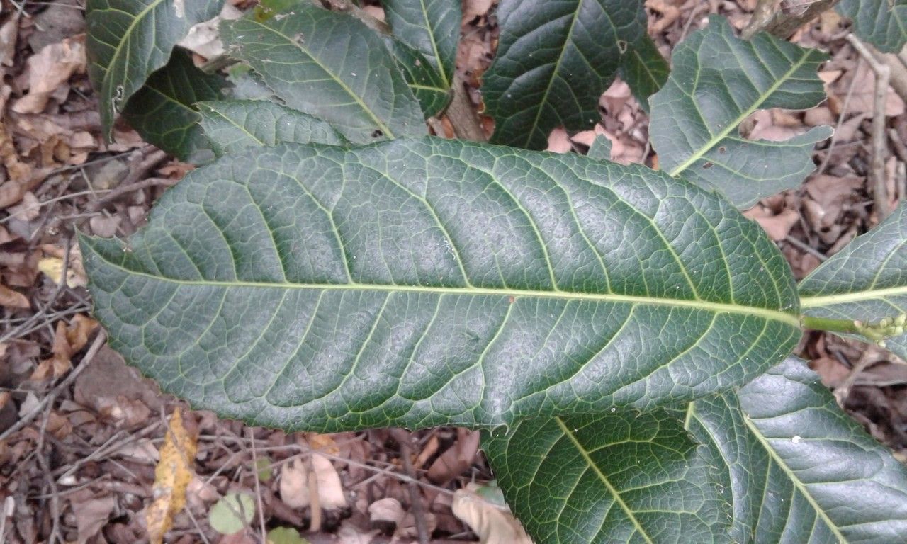 Rinorea spinosa — houseplant care guide