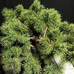 Picea glauca