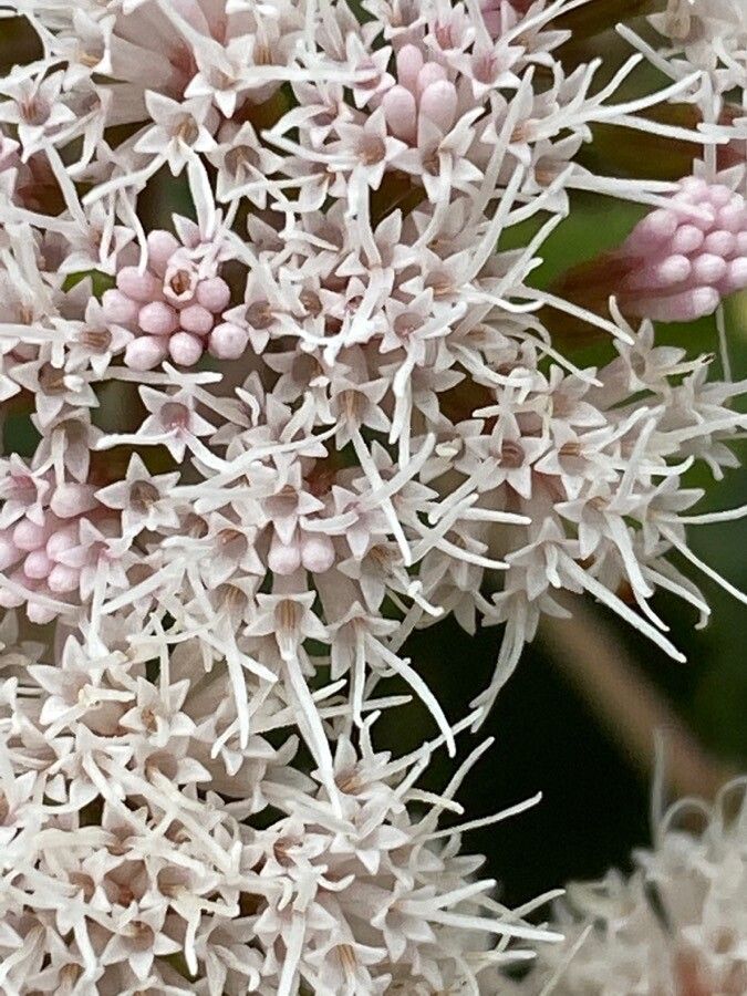 Ageratina havanensis flower