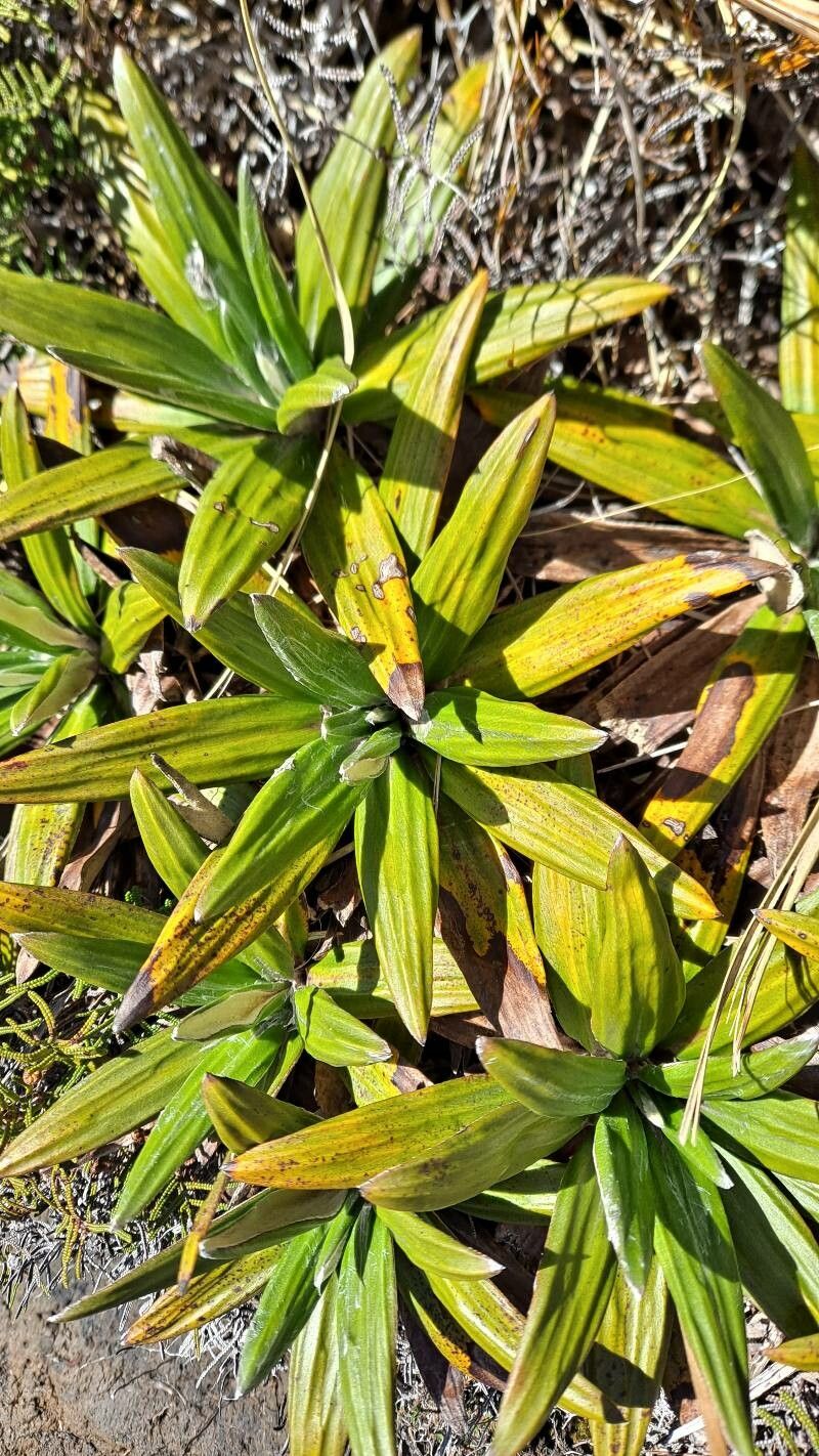 Celmisia spectabilis — houseplant care guide