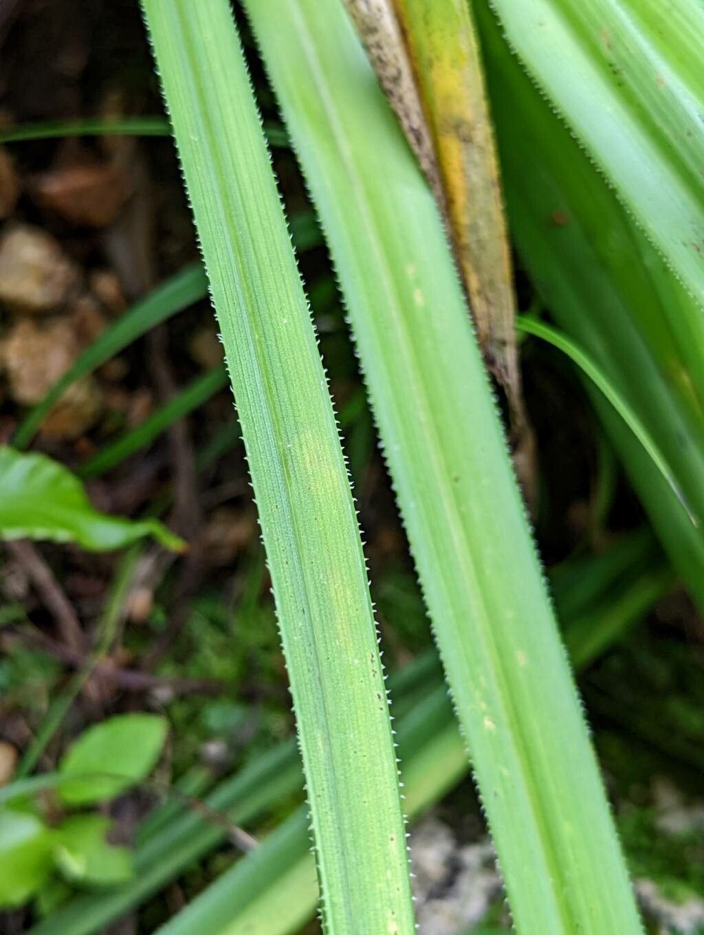 Kniphofia hirsuta — houseplant care guide