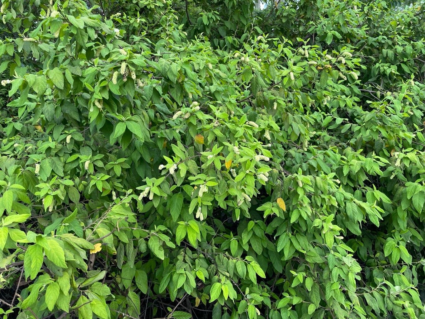 Varronia brownei habit