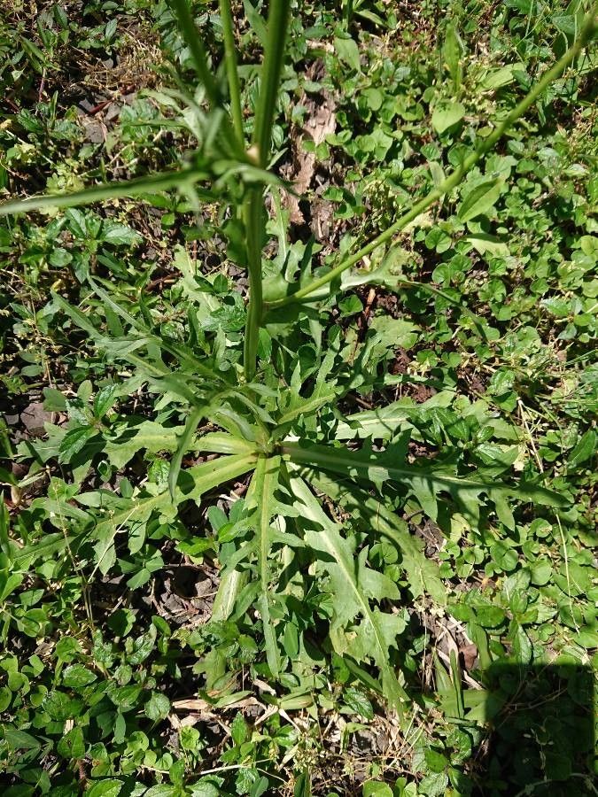Hypochaeris chillensis habit