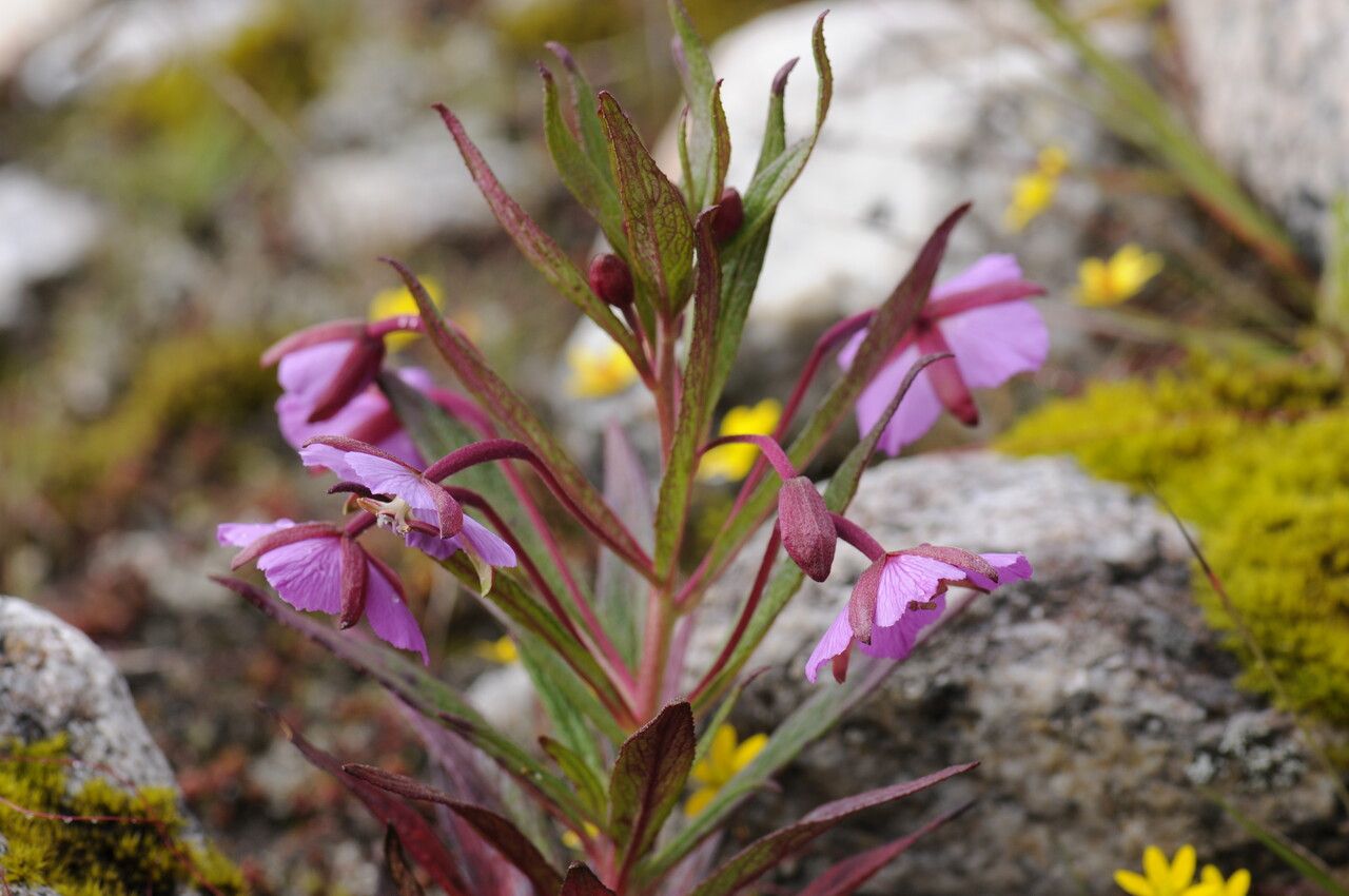 Epilobium conspersum habit