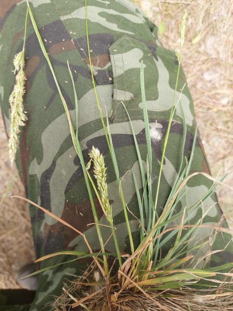 Koeleria glauca flower