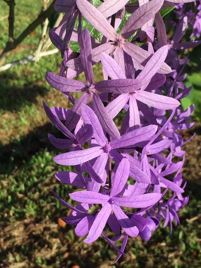 Petrea volubilis flower