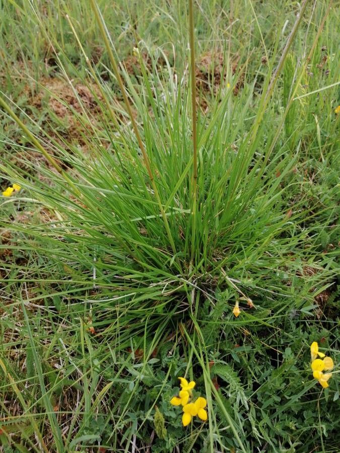 Festuca huonii flower