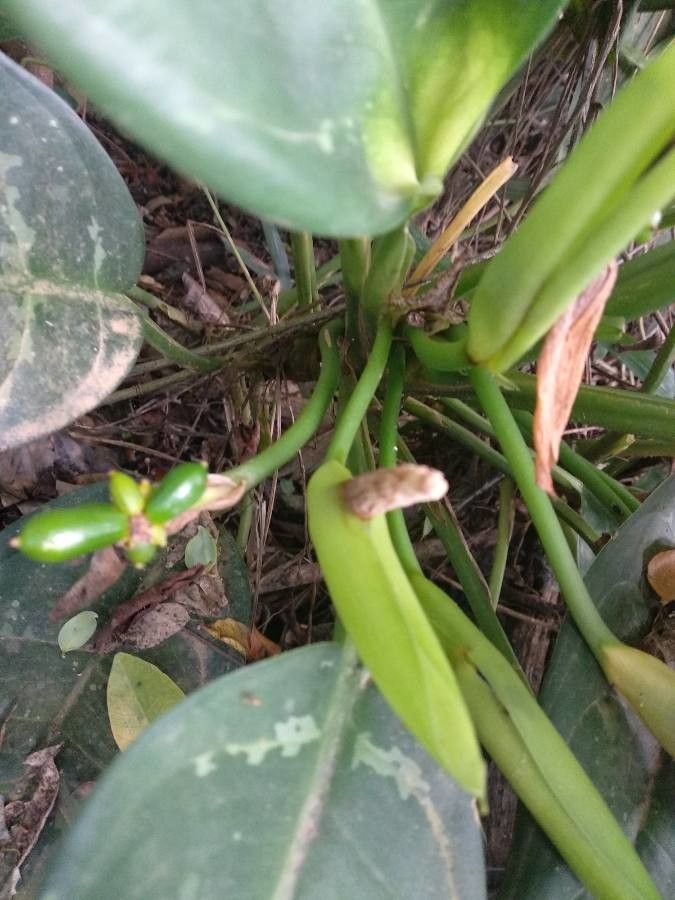 Aglaonema nitidum other