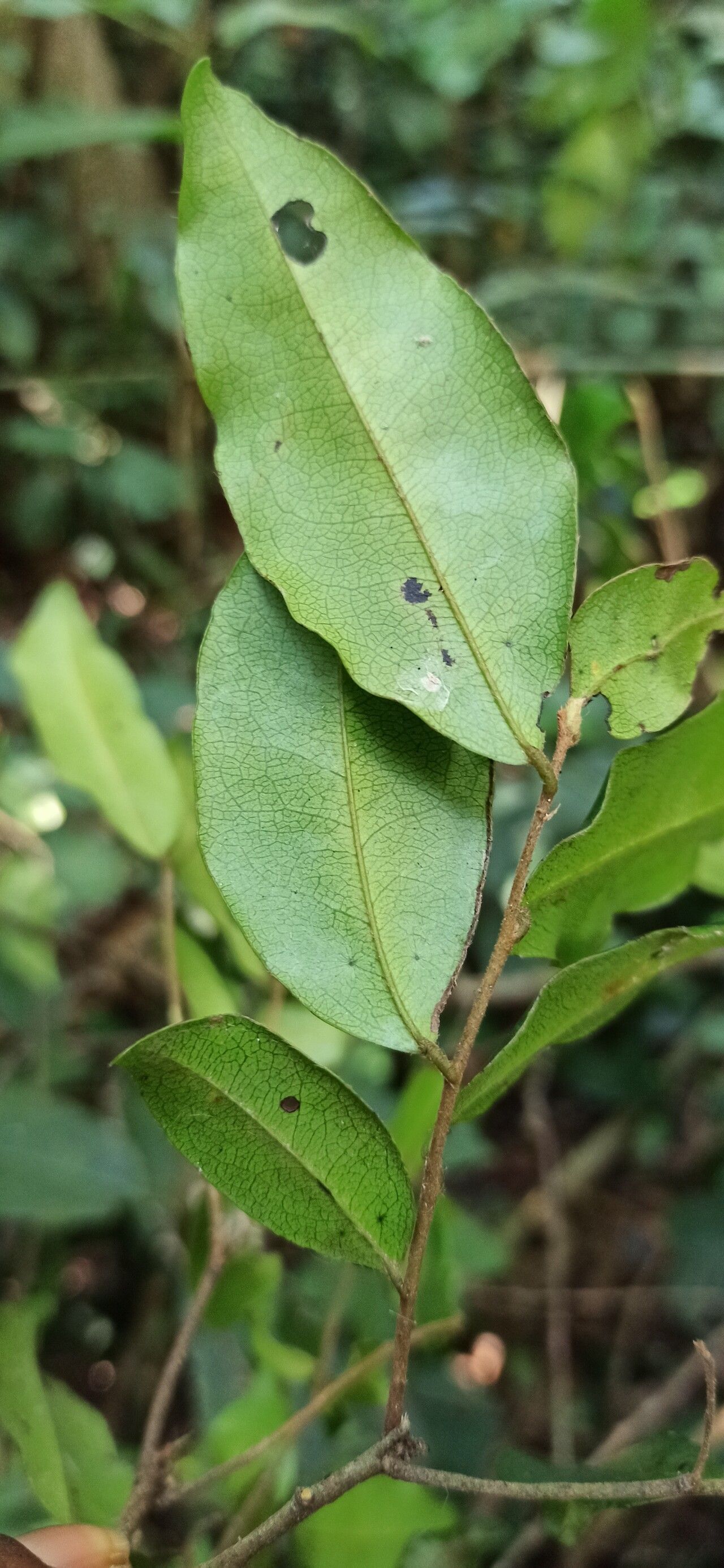Diospyros ferrea leaf