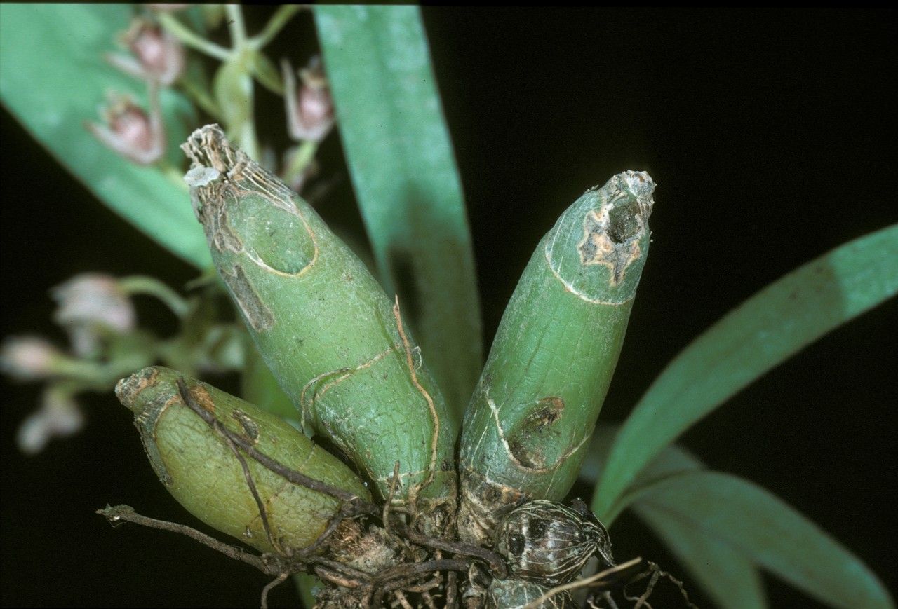 Pinalia clavata bark