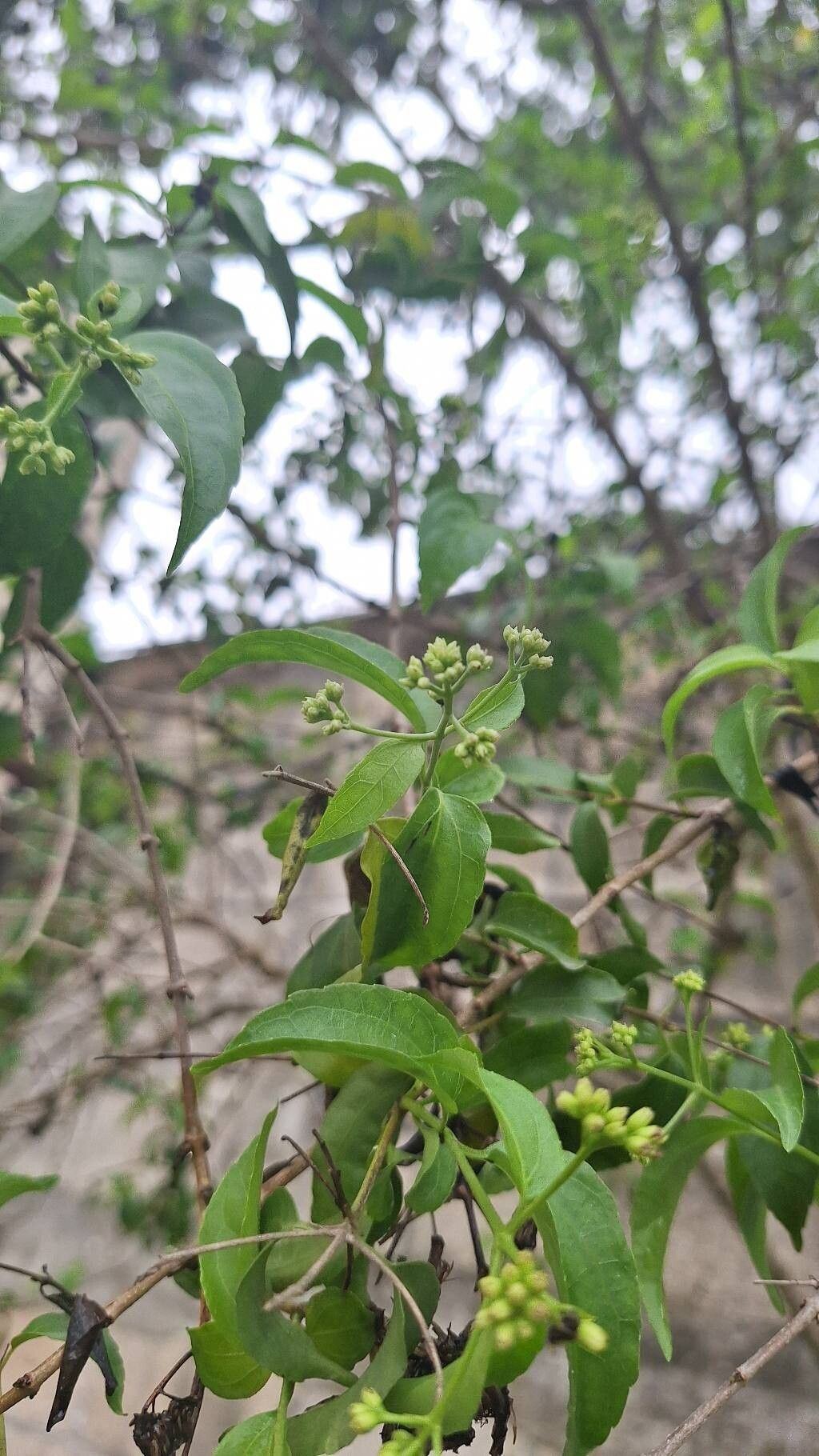 Koanophyllon albicaule flower