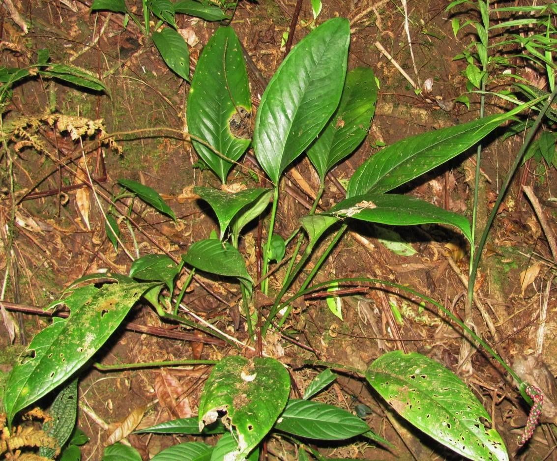 Anthurium michelii habit