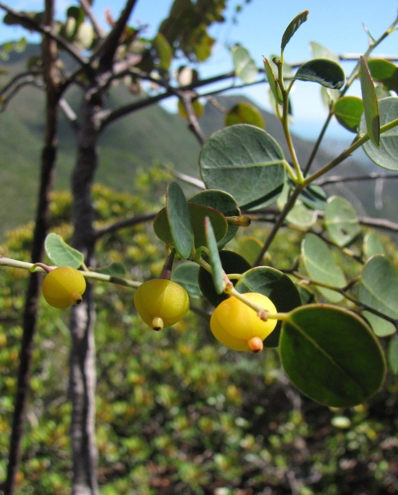 Phyllanthus virgultiramus fruit