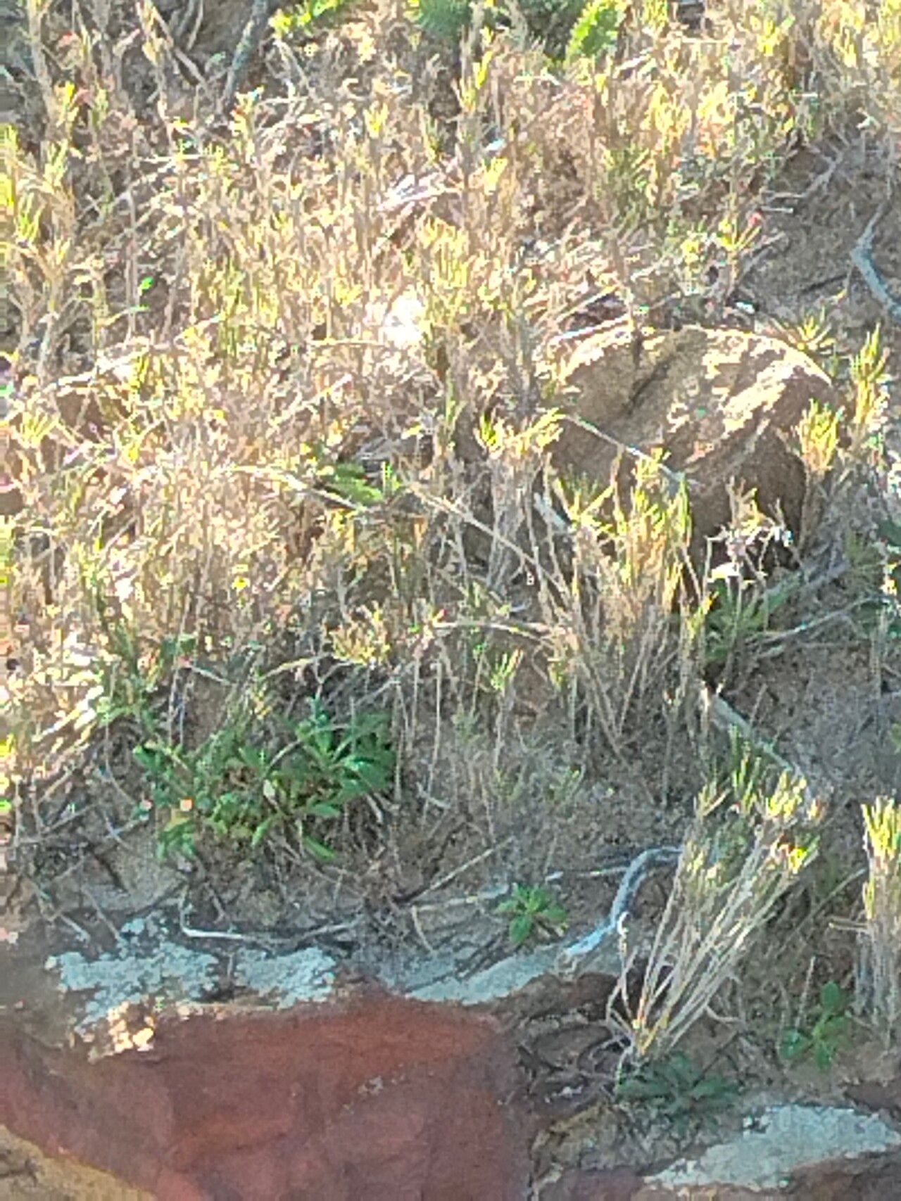 Aspalathus linearis habit