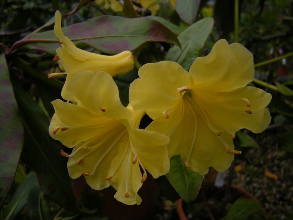 Rhododendron sessilifolium — houseplant care guide