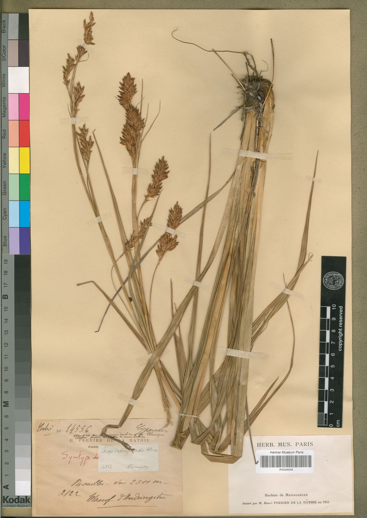 Carex andringitrensis — houseplant care guide