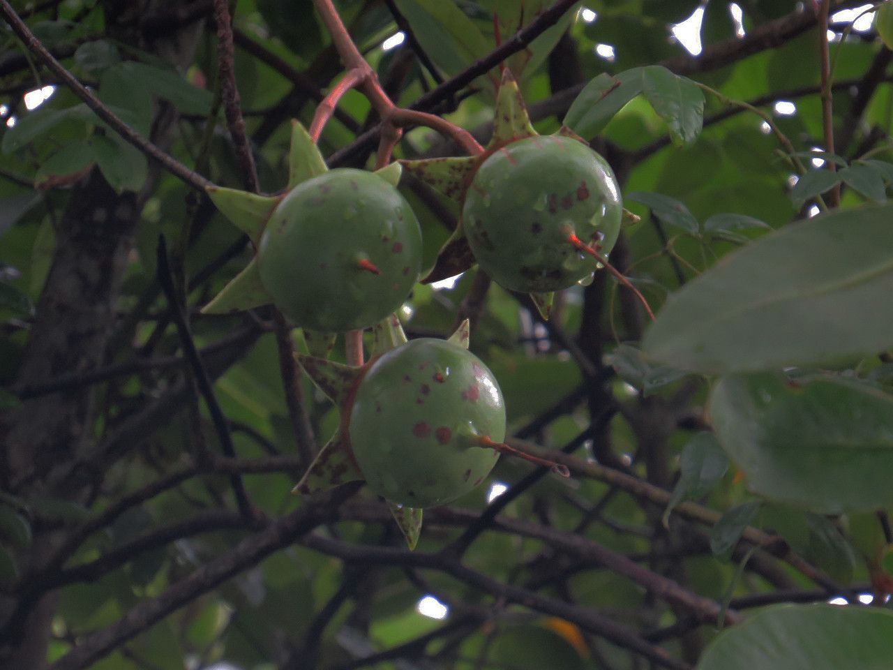 Sonneratia caseolaris fruit