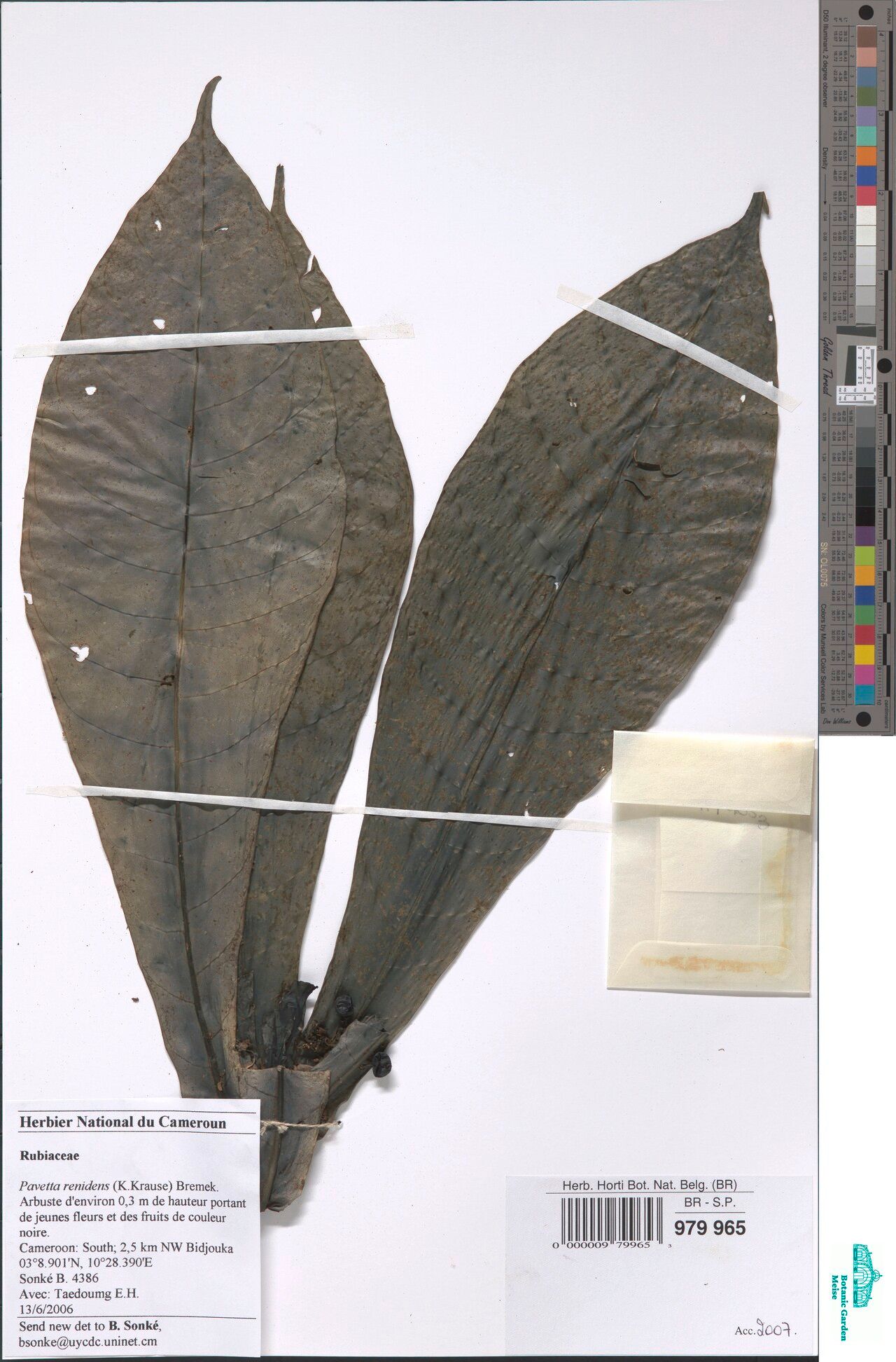 Pavetta renidens — houseplant care guide