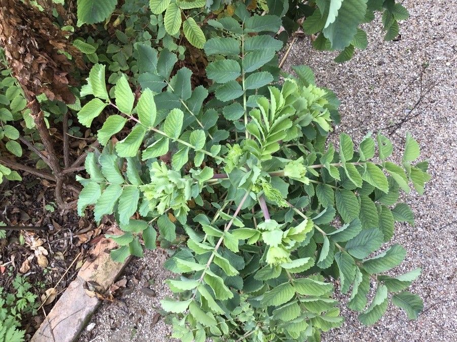 Sanguisorba menendezii leaf