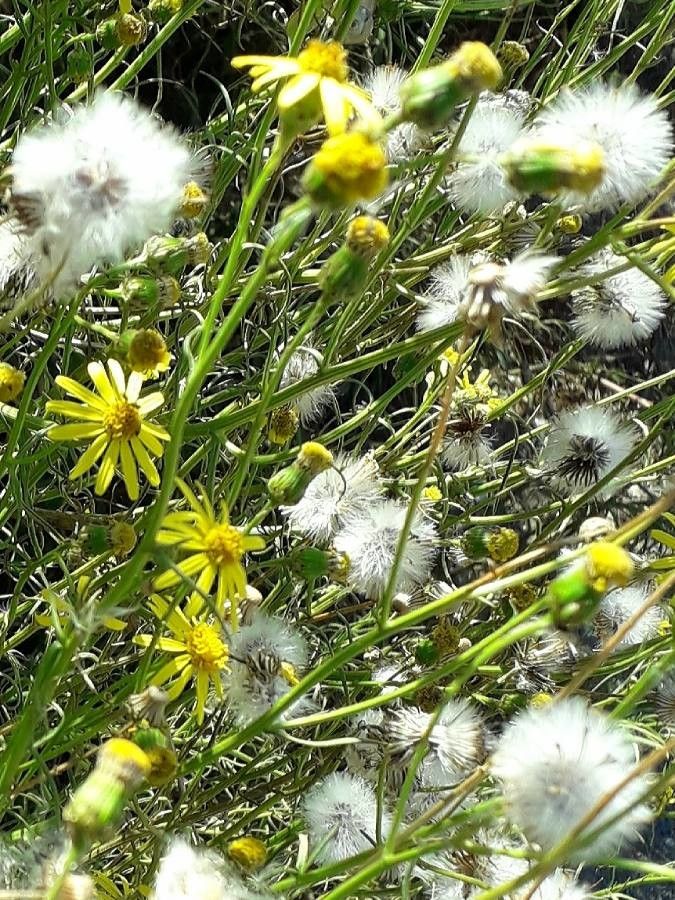 Senecio inaequidens fruit