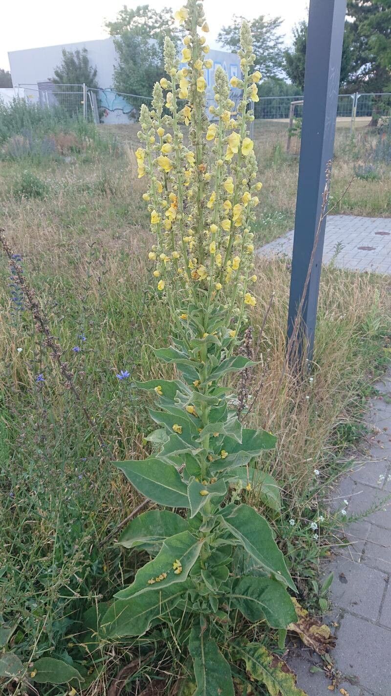 Verbascum speciosum leaf