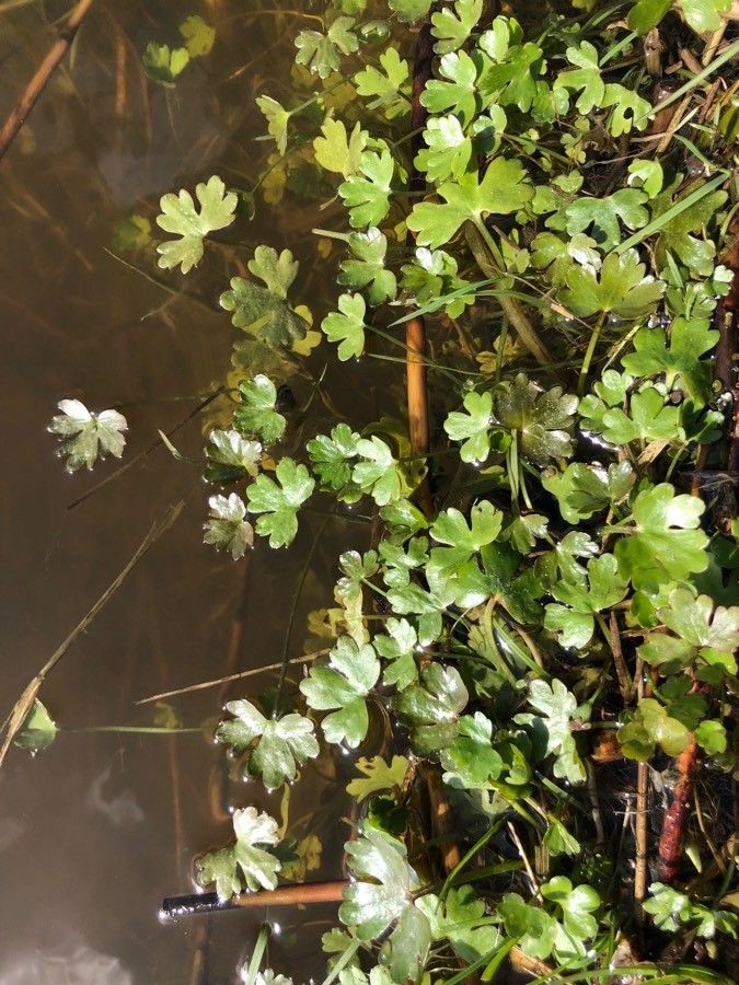 Ranunculus ololeucos leaf