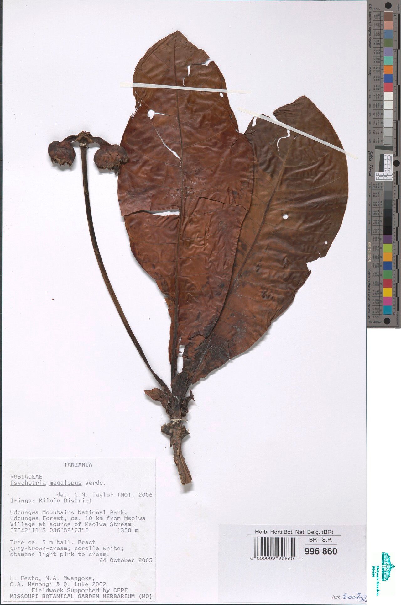 Psychotria megalopus — houseplant care guide