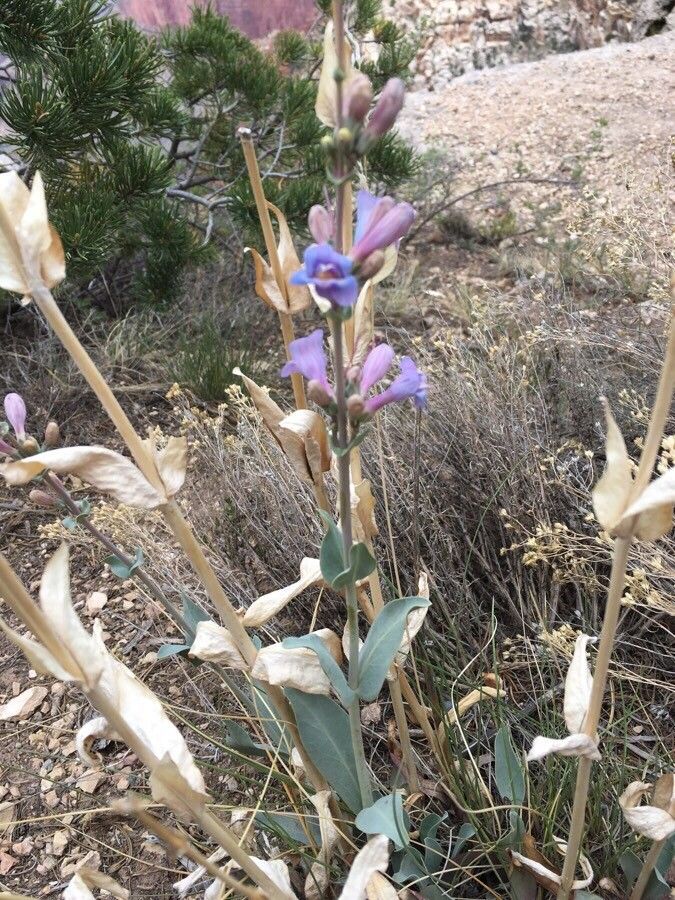 Penstemon secundiflorus other