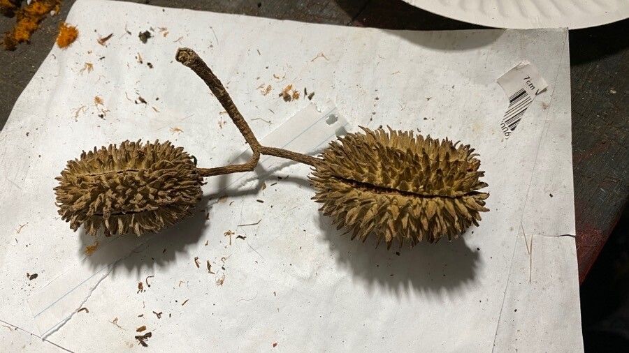 Flindersia australis fruit