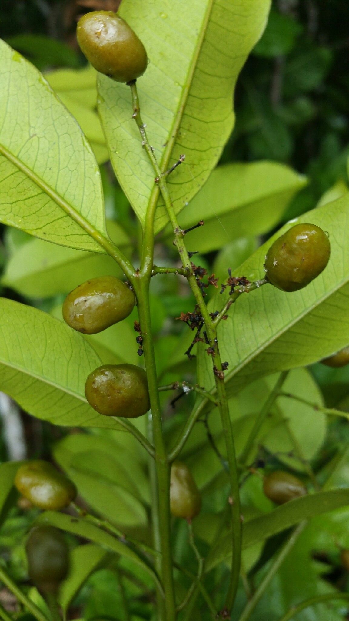 Poupartia chapelieri fruit