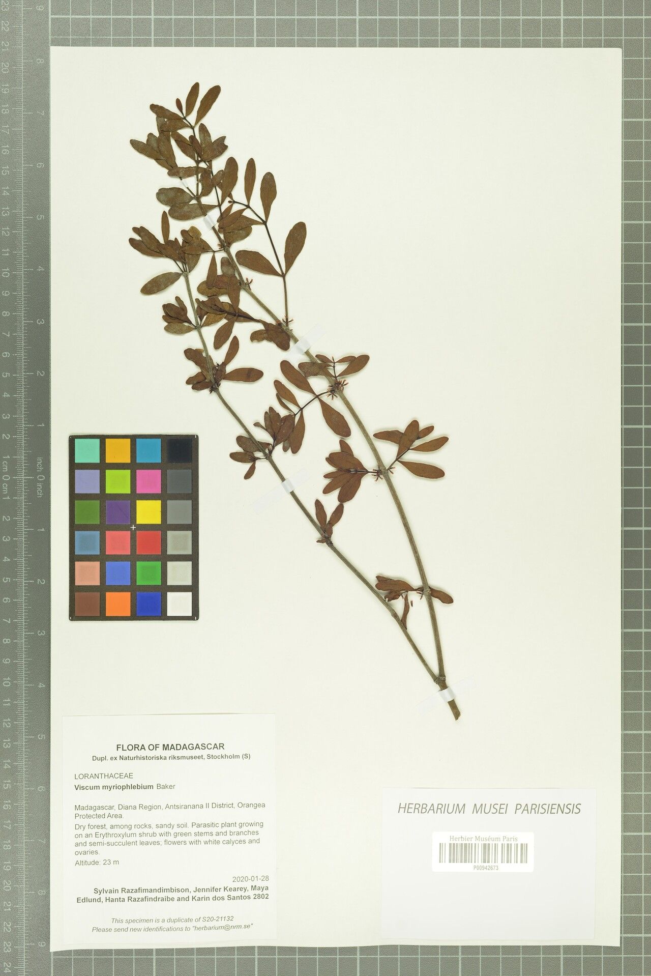 Viscum myriophlebium — houseplant care guide