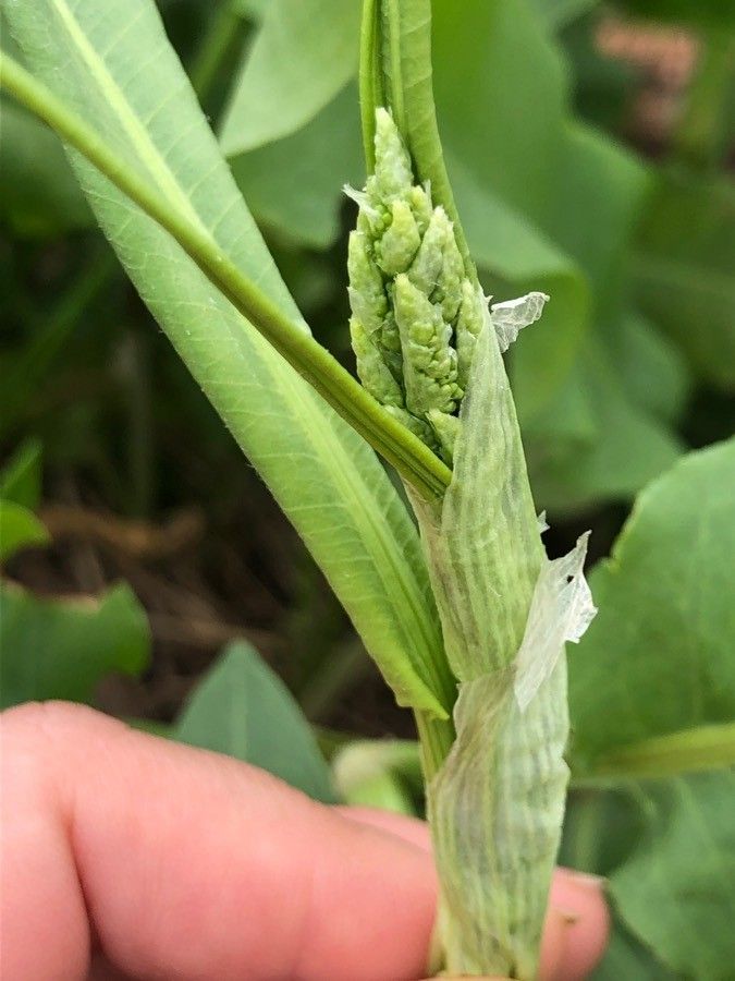 Rumex altissimus fruit