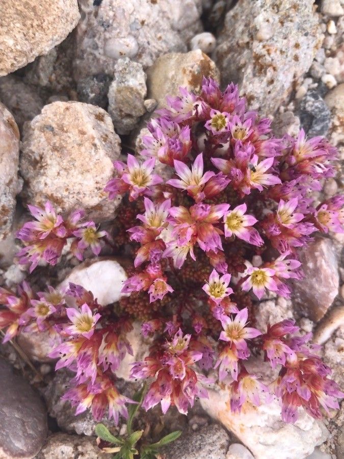 Sedum candollei flower