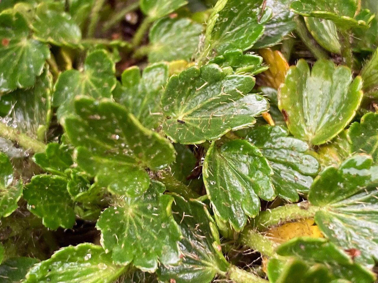 Azorella crenata — related species from the same genus